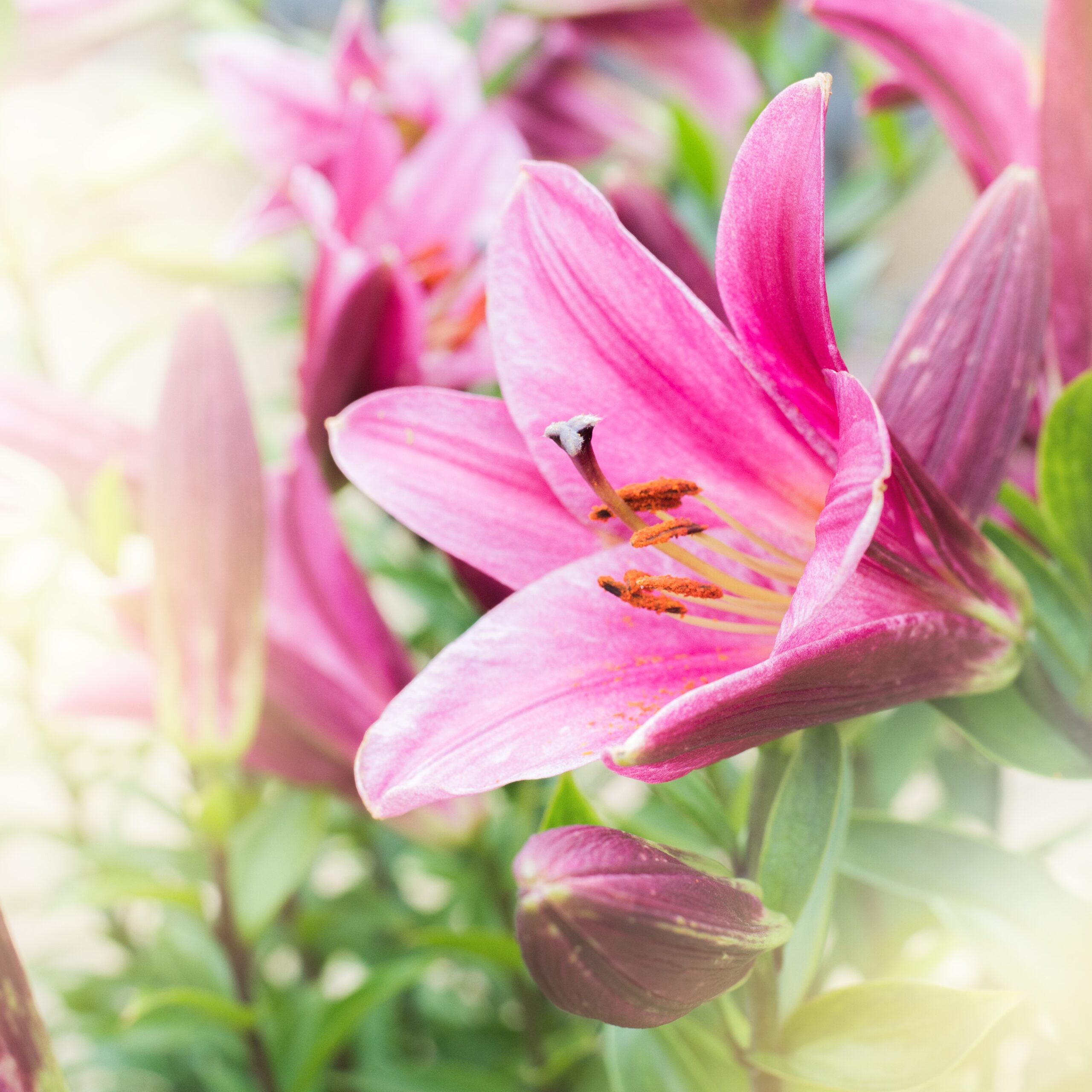 Soft and blur pink lily flower with blurred background.
